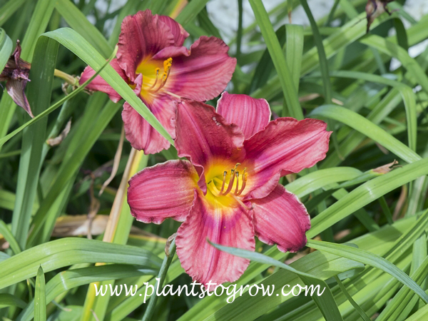 Rosy Returns Daylily (Hemerocallis)
re bloomer
16 inches tall
rose pink with deeper rose eye
dormant, diploid
Apps (1999)